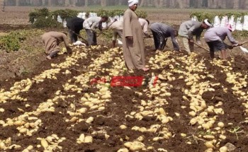 وزارة الزراعة تعلن ثبات أسعار البطاطس بسبب زيادة الإنتاج والصادرات تتخطى 675 ألف طن