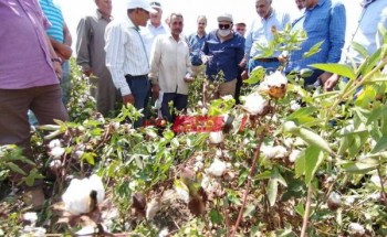 مديرية الزراعة بدمياط تحتفل بجني زراعات القطن بالمحافظة