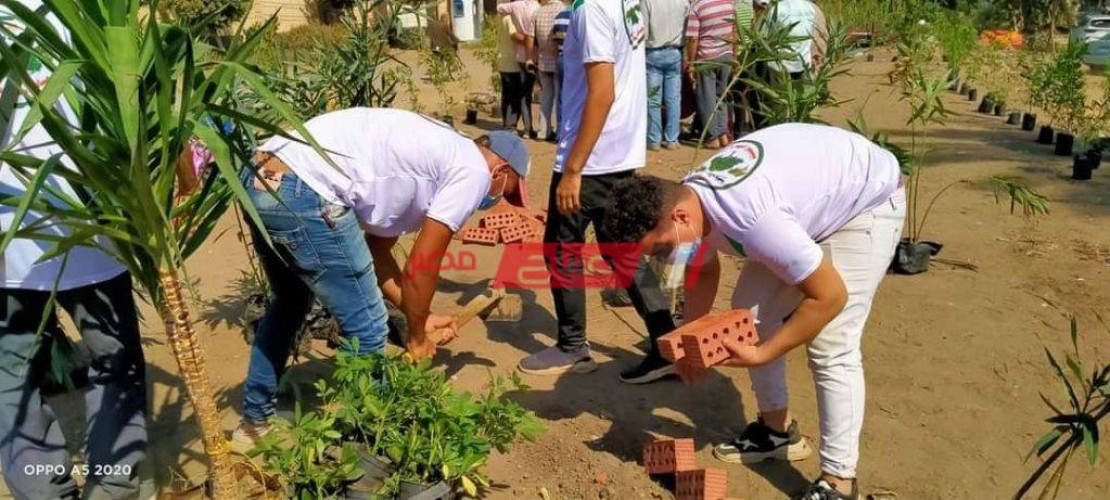 مبادرة مصر الجميلة بالغربية تقوم بزراعة 572 شجرة زينة ومثمرة