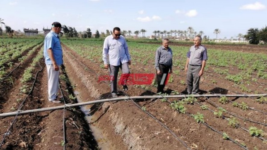 وكيل زراعة دمياط :يتابع زراعات البطاطس بنظام الري الحديث بنواحى المحافظة