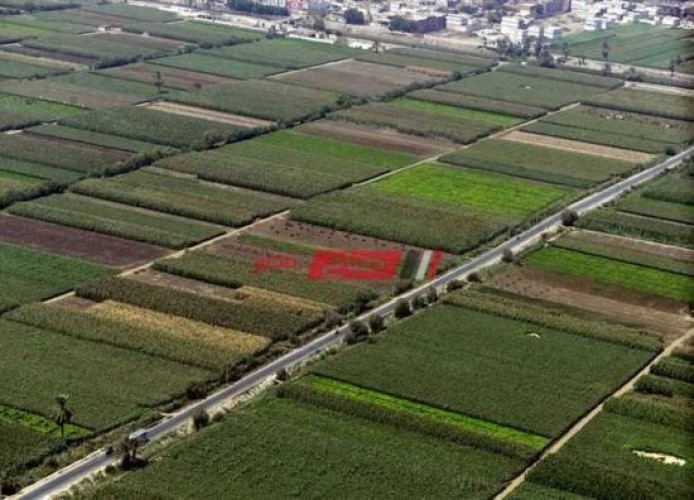 تعرف على المحاصيل الزراعية التي تشتهر بها محافظة المنيا