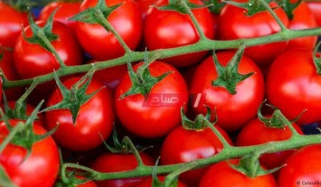 نقيب الفلاحين يعلن عن موعد انخفاض سعر الطماطم