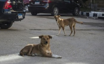 حملة بيطرية مكبرة لمكافحة الكلاب الضالة فى الشرقية