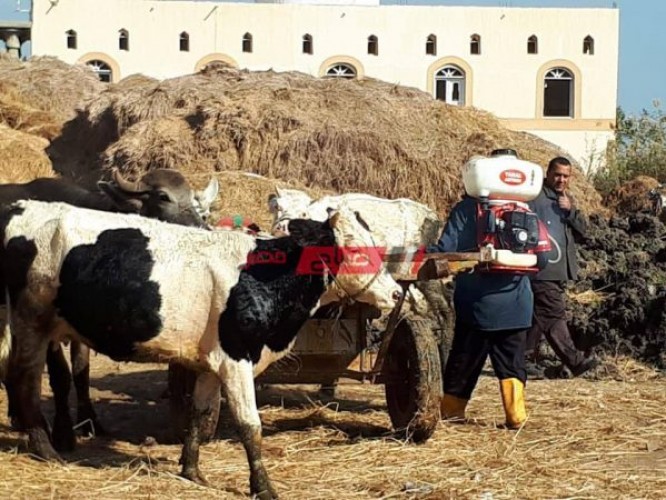 تنفيذ قافلة بيطرية للكشف على 1100 حالة دواجن و420 رأس ماشية بنطاق محافظة دمياط