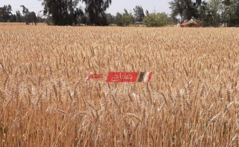 الشرقية تفتتح مشروع صوامع الصالحية لإنتاج القمح بتكلفة 300 مليون جنيه
