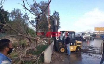 سقوط شجرة كبيرة بسبب الرياح الشديدة في الإسكندرية