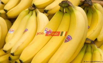فوائد الموز وأهميته في حياتنا اليومية