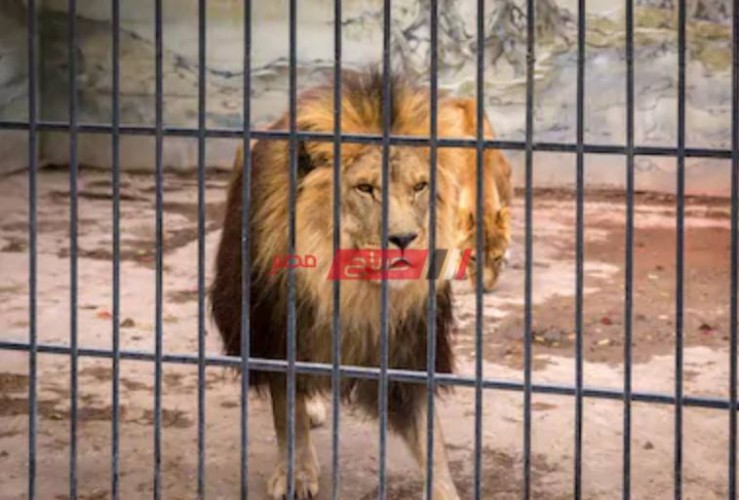 هجوم أسد علي عامل في حديقة حيوان الإسكندرية