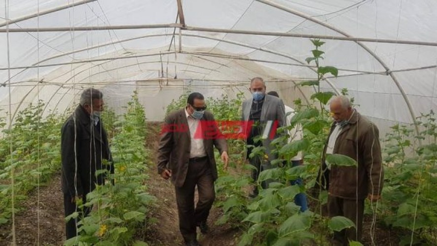 وكيل زراعة دمياط يتفقد زراعات الصوب إنتاج الخضر المقامة بديوان الإدارة الزراعية بكفر سعد
