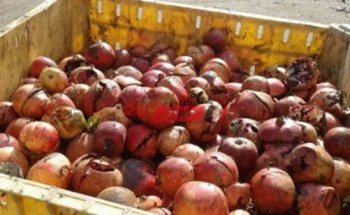 ضبط 22 طن فاكهة فاسدة وغير صالحة للاستهلاك في الإسكندرية