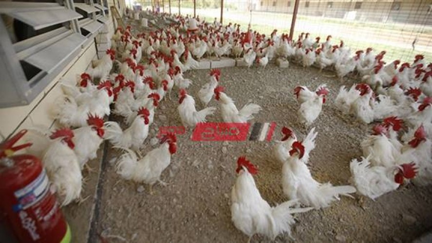 سعر كيلو الدجاج الطازج والمجمد في مصر اليوم الأحد 3 شهر أكتوبر الجاري 2021