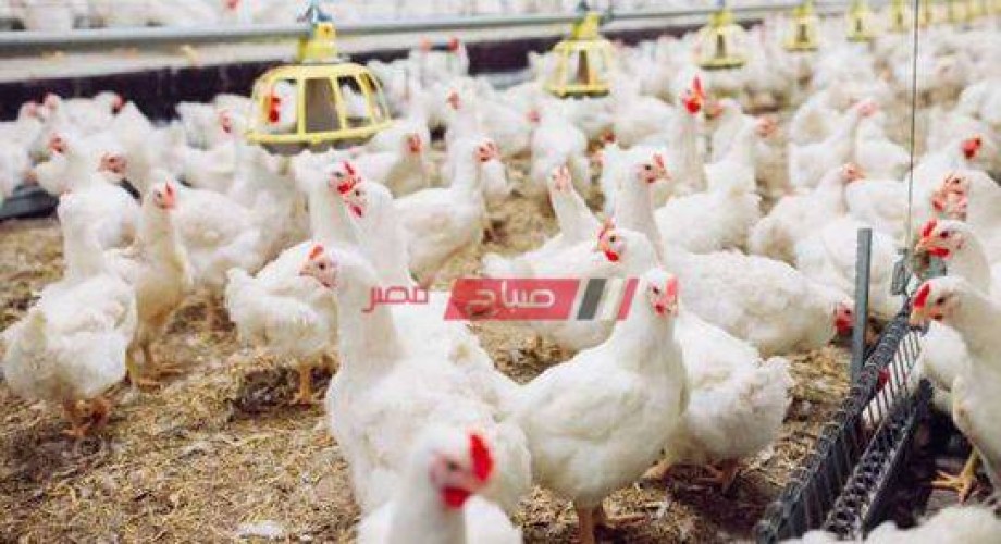 متوسط سعر بيع كيلو الدجاج في مصر اليوم الأربعاء 29-9-2021