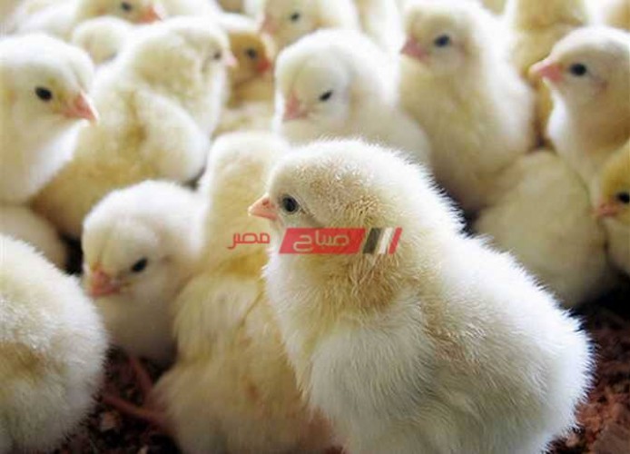أسعار بيع الكتاكيت لكل الأنواع في مصر اليوم الإثنين 24-1-2022