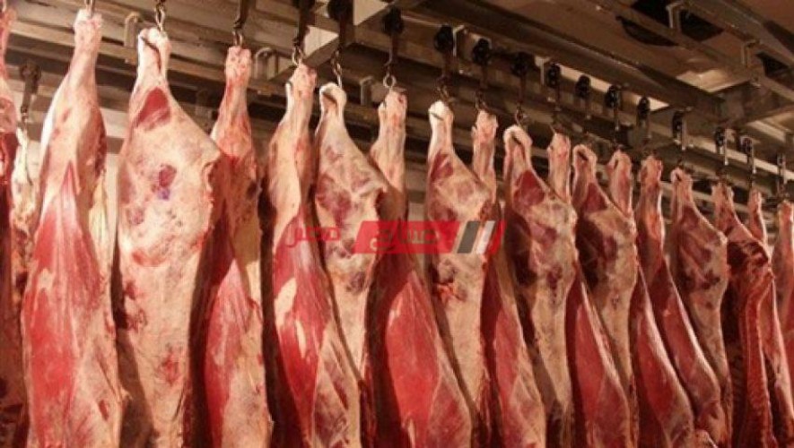 مشروع إحياء لحم البتلو يسهم فى تقليص فجوة اللحوم وتقليل الواردات وتحقيق التوازن والاستقرار في سعر اللحوم