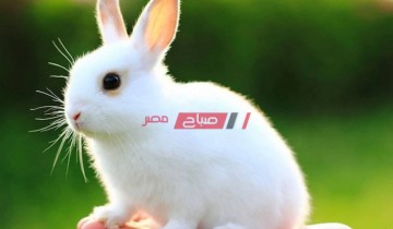 متوسط أسعار بيع الأرانب لكافة انواعه اليوم الثلاثاء 28-12-2021 في مصر