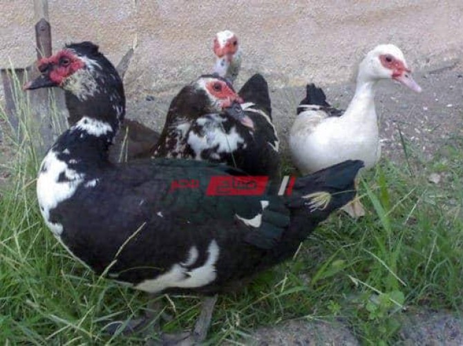 أسعار بيع البط والإوز بالكيلو في السوق المصري اليوم الجمعة 17-12-2021