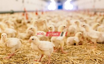 متوسط أسعار الكتاكيت اليوم الجمعة 22-4-2022 من كل المزارع المصرية