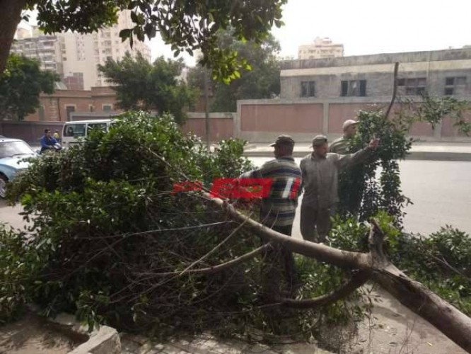 سقوط شجرة وعامود إنارة بسبب الرياح الشديدة في محافظة الإسكندرية – صور