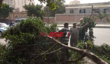سقوط شجرة وعامود إنارة بسبب الرياح الشديدة في محافظة الإسكندرية – صور