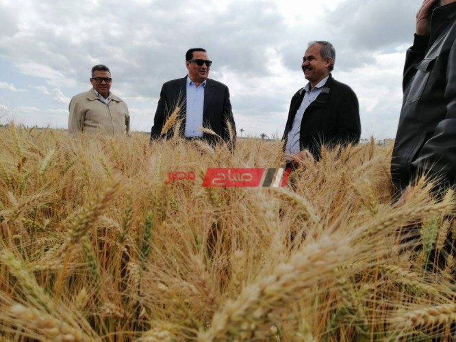 وكيل الزراعة بدمياط: ارتفاع انتاجية القمح إلى 22 أردب ونقترب من حصاد 28.8 ألف فدان