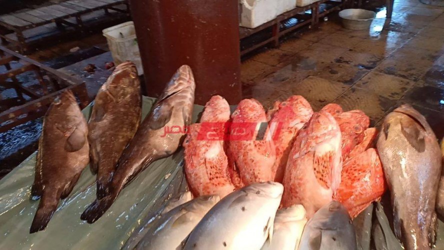متوسط أسعار بيع الأسماك لكل انواعها في مصر اليوم السبت 23-4-2022