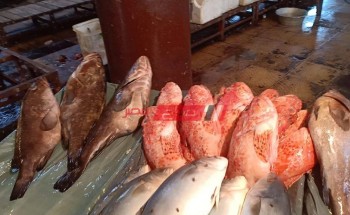 تفاصيل أسعار الأسماك اليوم الخميس 10-2-2022 في مصر