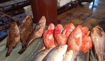 متوسط أسعار الأسماك اليوم السبت 30-4-2022 بالكيلو من كل الانواع في مصر