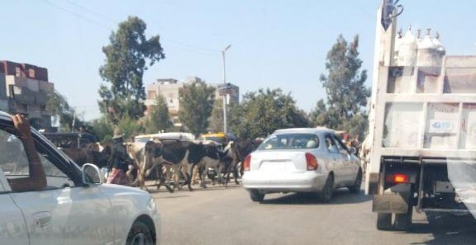 سقوط سيارة نقل في ترعة السلام علي طريق دمياط المنصورة