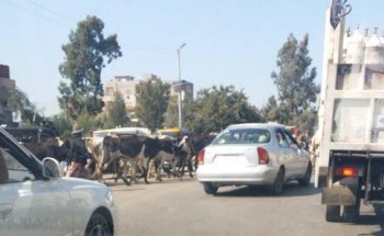 سقوط سيارة نقل في ترعة السلام علي طريق دمياط المنصورة