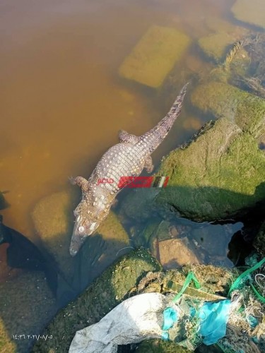 حقيقة العثور على تمساح نافق في مياه البحر بمدينة رأس البر