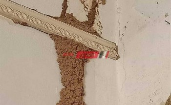 اكتشاف بؤر للنمل الأبيض في وحدة سكنية بحي شرق في محافظة الإسكندرية
