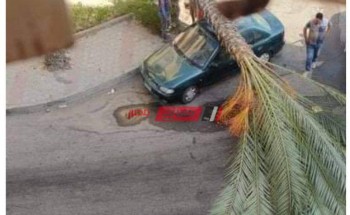 بالصورة سقوط نخلة على سيارة ملاكي في دمياط دون اصابات