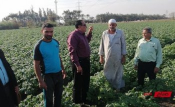 وكيل وزارة الزراعة بدمياط يتابع زراعات القطن وتوريد الأقماح