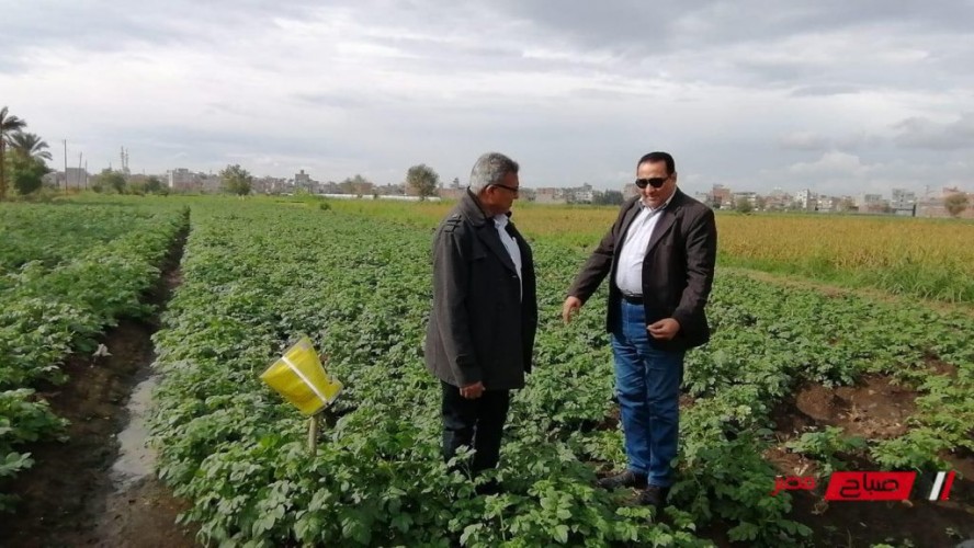 وكيل وزارة الزراعة بدمياط في جولة ميدانية يتابع زراعات البطاطس القائمة على الري بالتنقيط