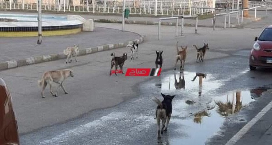 بالفيديو عشرات الكلاب الضالة تثير ذعر أهالي مدينة رأس البر