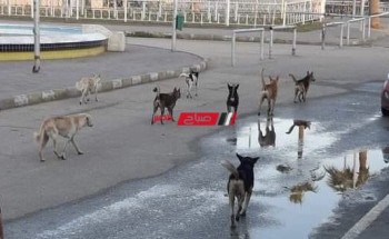 بالفيديو عشرات الكلاب الضالة تثير ذعر أهالي مدينة رأس البر