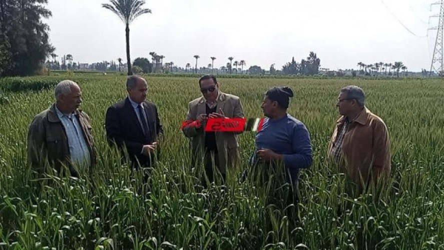 وكيل الزراعة بدمياط يشرح التوصيات الفنية اللازمة لمحصول القمح في مدرسة حقلية بكفر سعد