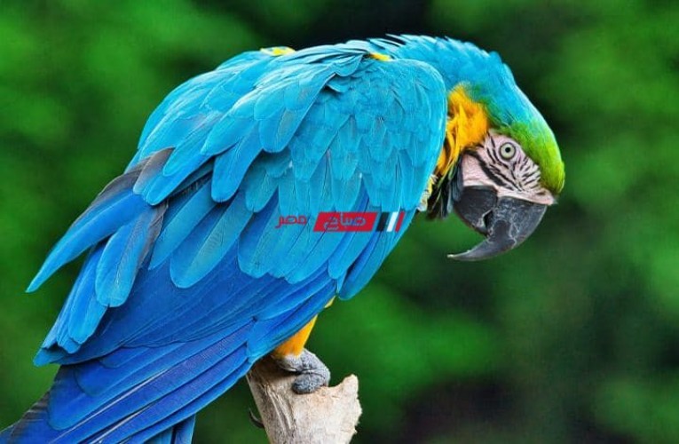 Parrot iphupho incazelo