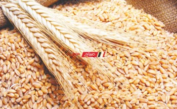 موسم توريد القمح المحلي يبدا اعتبارا من اول شهر ابريل وحتى نهايه شهر اغسطس 2022