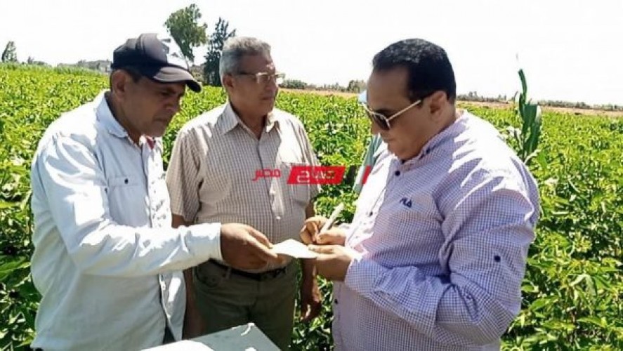 وكيل وزارة الزراعة بدمياط يتابع حالة المساحات المنزرعة بالمحاصيل الاستراتيجية