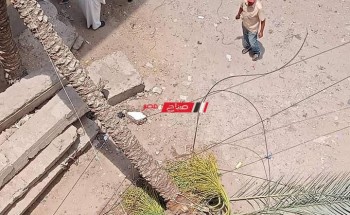 سقوط نخلة باحدى شوارع قرية العنانية بدمياط دون إصابات