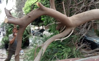 سقوط شجرة بمنطقة محرم بك في محافظة الإسكندرية بسبب الرياح النشطة