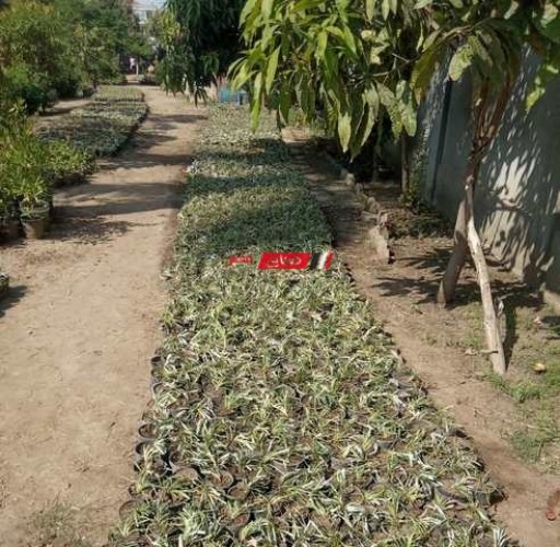 مشتل خاص لنباتات الزينة في رأس البر لرفع كفاءة الحدائق العامة