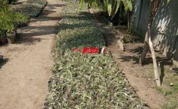 مشتل خاص لنباتات الزينة في رأس البر لرفع كفاءة الحدائق العامة