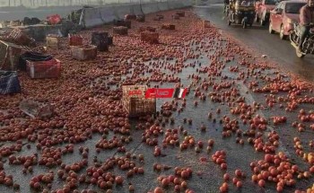 بالصور مصرع سائق جراء انقلاب سيارة نقل محملة بالطماطم بطريق جمصة