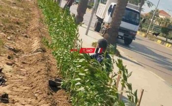 زراعة 1500 شجرة من أشجار البازروميا بطول شارع بورسعيد في رأس البر