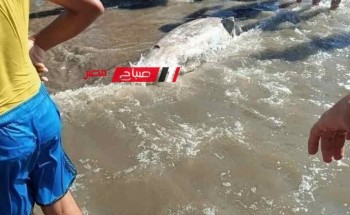 نشطاء يتداولون صورة للعثور على دولفين نافق جرفته المياه على شواطئ دمياط الجديدة