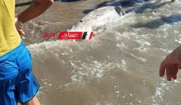 نشطاء يتداولون صورة للعثور على دولفين نافق جرفته المياه على شواطئ دمياط الجديدة