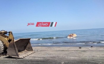 العثور على حيوان بحري نافق على سواحل مدينة عزبة البرج بدمياط .. فيديو وصور