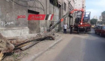 سقوط شجرة وعامود إنارة بحي الجمرك في الإسكندرية